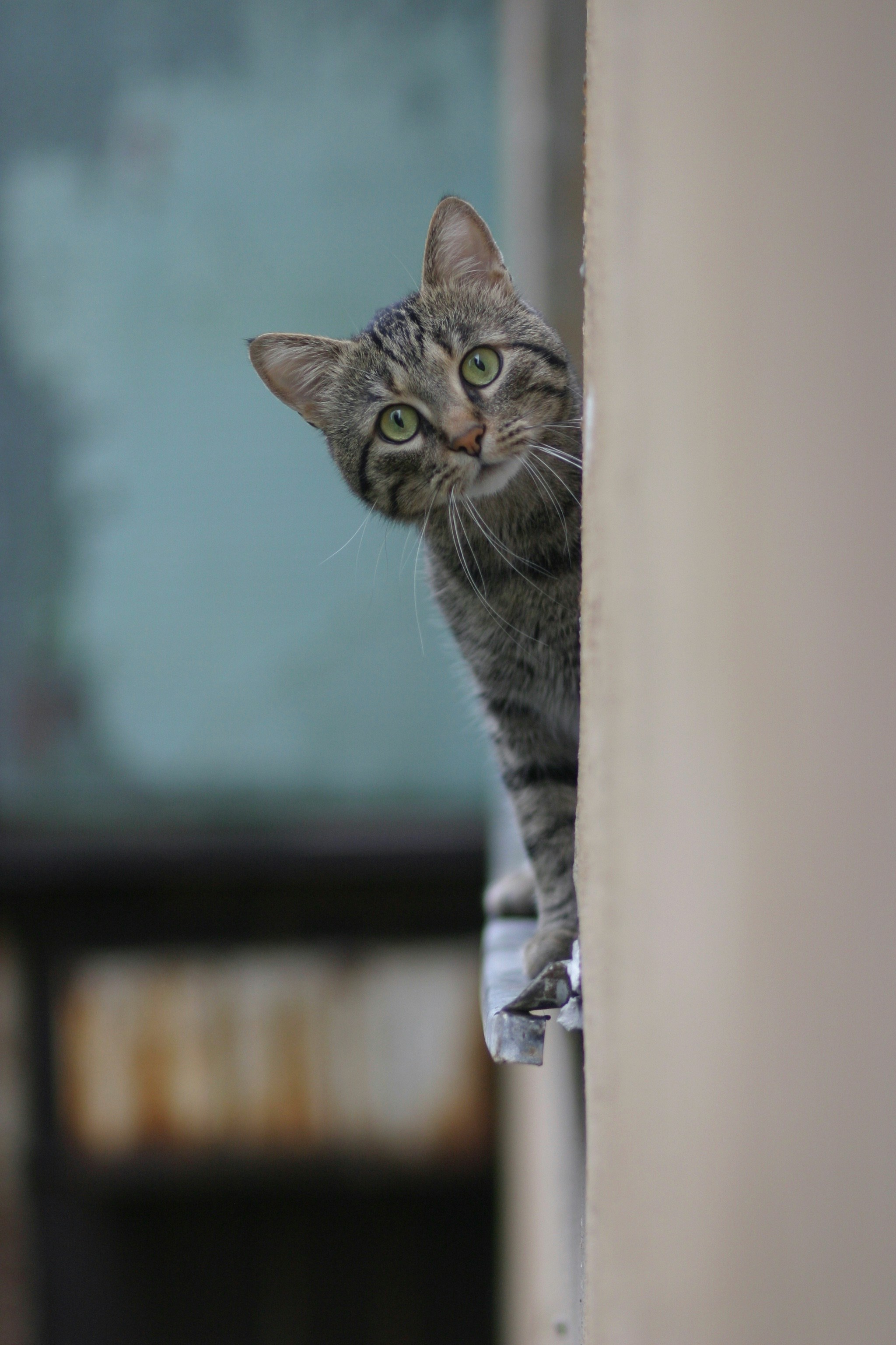 Curious cat