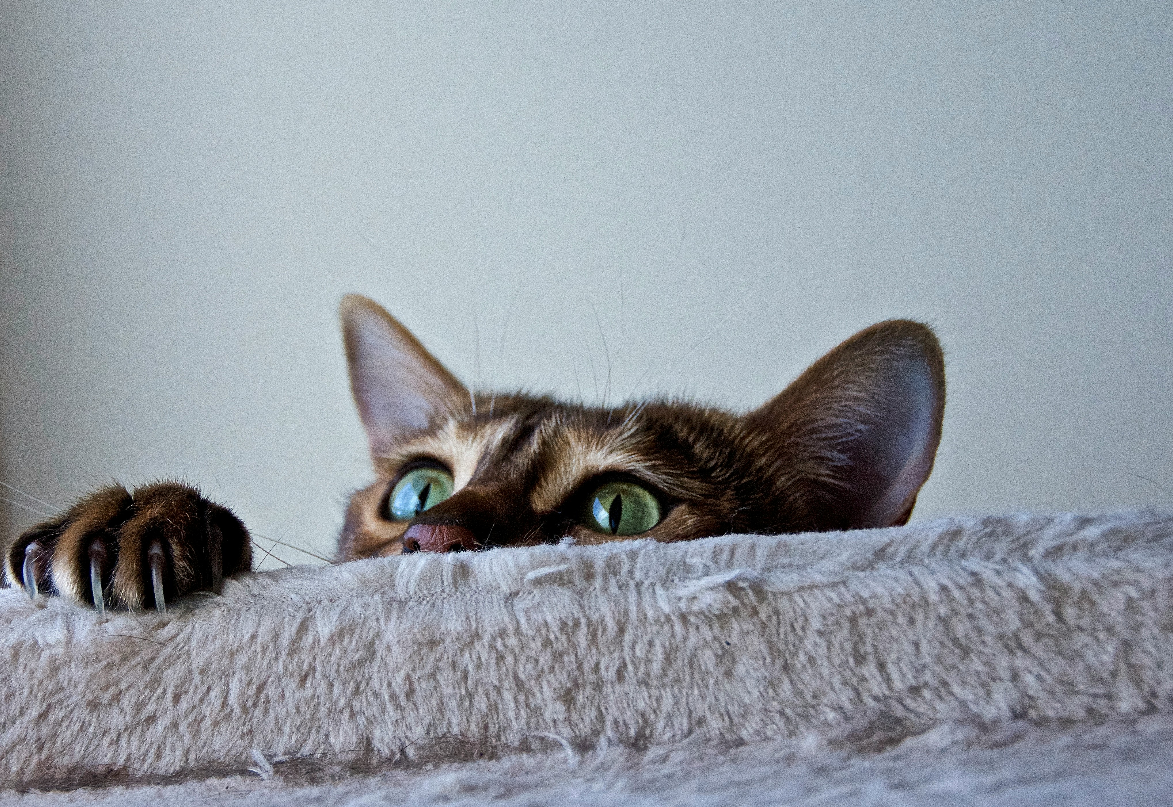 Playful cat