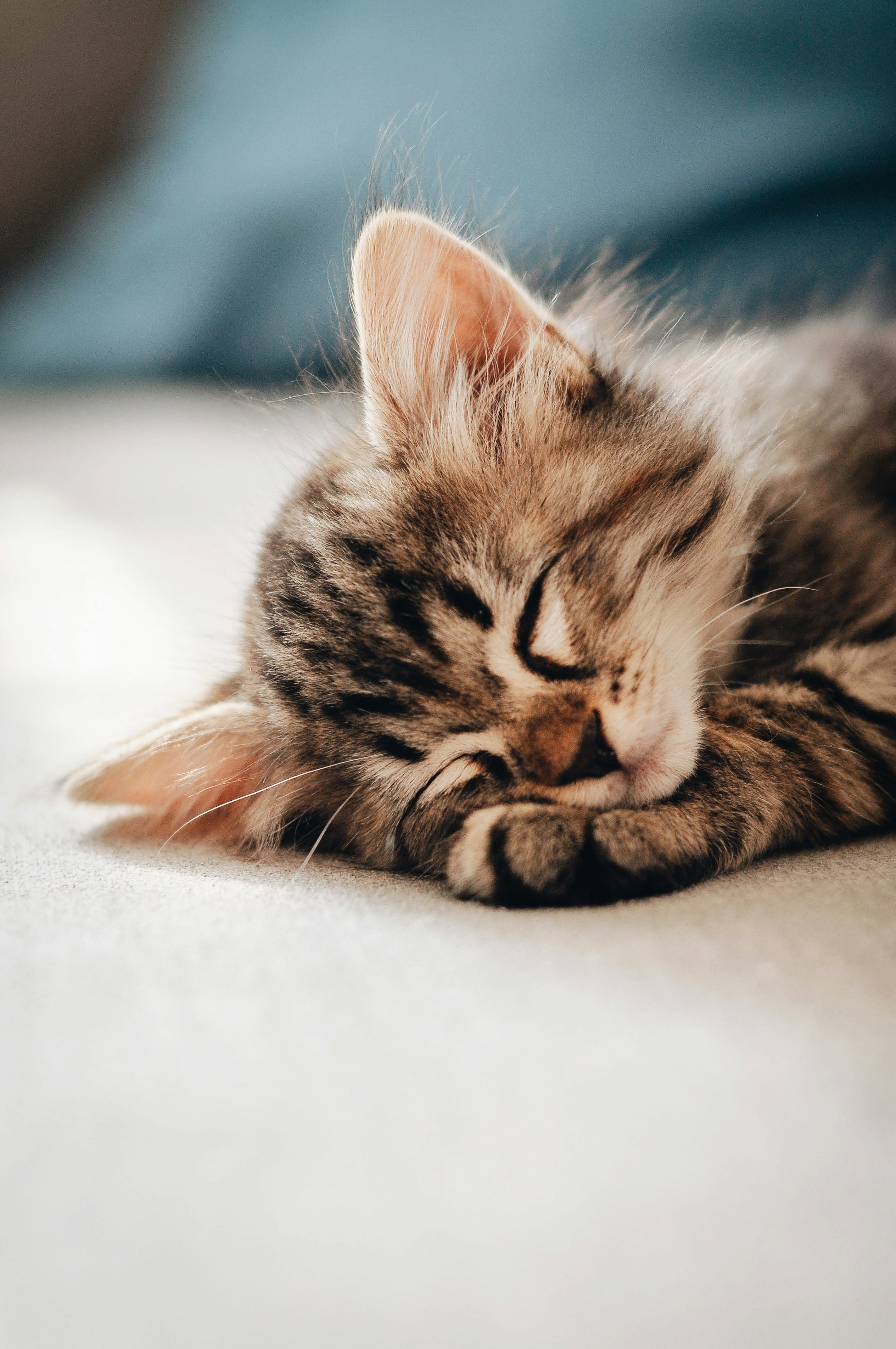 Happy cat relaxing